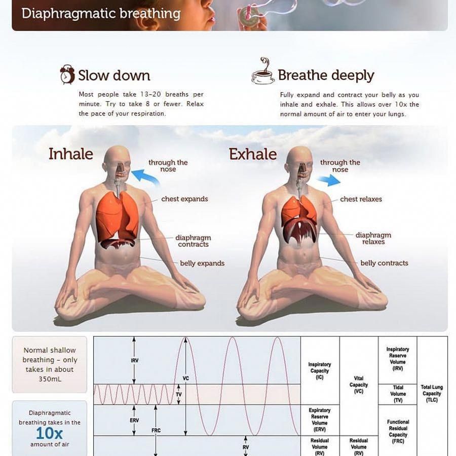 illustrazione che spiega la respirazione yogica attraverso l'uso del diaframma.